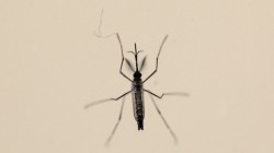 Aedes aegypti mosquitoe