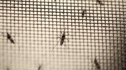 Aedes aegypti mosquitoes