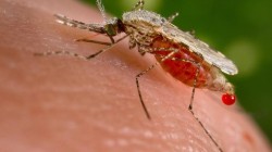 An Anopheles stephensi mosquito obtains a blood meal from a human host through its pointed proboscis in this handout photo