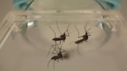 Aedes aegypti mosquitoes are seen at the Laboratory of Entomology and Ecology of the Dengue Branch of the U.S. Centers for Disease Control and Prevention in San Juan