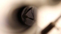 Mosquito under microscope, studying Zika