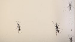 Mosquitoes being studied for Zika