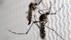 Aedes aegypti mosquitoes are seen inside Oxitec laboratory in Campinas, Brazil,