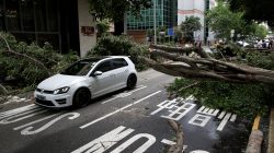 Typhoon Nida uproots trees