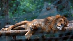 starving lion at Venezuelan zoo