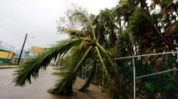 A fallen palm tree is seen along the street after Hurricane Earl hits,
