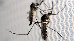 Aedes aegypti mosquitoes are seen inside Oxitec laboratory in Campinas, Brazil,