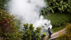 Contractor fogs a condominium garden in Singapore in an effort to kill mosquitoes
