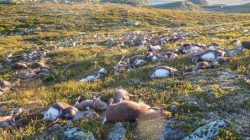 Dead wild reindeer are seen on Hardangervidda in Norway, after lightning struck the central mountain plateau and killed more than 300 of them,