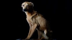 Sonrisa is pictured at the Famproa dogs shelter in Los Teques, Venezuela
