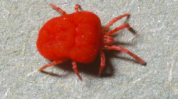 Picture of a Chigger, known carrier of Scrub typhus in Southeast Asia.