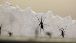 Aedes aegypti mosquitoes are seen at the Laboratory of Entomology and Ecology of the Dengue Branch of the U.S. Centers for Disease Control and Prevention in San Juan