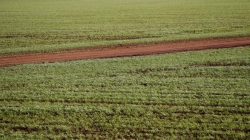 A dirt road cuts through a wheat crop in a farm near Condobolin, 285 miles (489 km) west of Sydney in this file photo