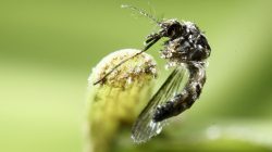 n aedes aegypti mosquito is pictured on a leaf in San Jose, Costa Rica