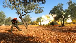A rebel fighter in Dahiyet al-Assad fires a shell towards regime-held Hamdaniyah neighbourhood, west Aleppo city, Syria