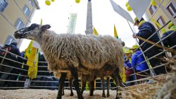 A sheep is seen in front of the Montecitorio Palace during a protest held by farmers from the earthquake zones of Amatrice, in Rome, Italy March 7, 2017. REUTERS/Max Rossi