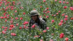 A soldier walks among poppy plants before a poppy field is destroyed during a military operation in the municipality of Coyuca de Catalan, Mexico