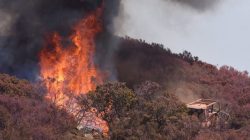 A USFS bulldozer cuts a line through vegetation to create a safety line below West Camino Cielo while fighting the Whittier Fire near Santa Barbara, California, U.S. July 15, 2017.