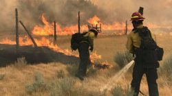 Wildland Firefighters battle the Bridge Coulee Fire, part of the Lodgepole Complex, east of the Musselshell River, north of Mosby, Montana, U.S. July 21, 2017. Bureau of Land Management/Jonathan Moor/Handout via REUTERS