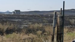 FILE PHOTO: A house stands amid blackened range where the Lodgepole Complex fire jumped the Montana 200 highway, near Mosby, Montana, U.S. July 23, 2017. Bureau of Land Management/Handout via REUTERS.