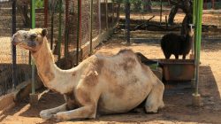 Police believe thieves steal Venezuela zoo animals to eat them