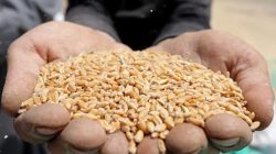 A farmer holds wheat grains on a field in the El-Menoufia governorate, north of Cairo, Egypt May 16, 2017. REUTERS/Mohamed Abd El Ghany