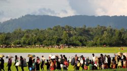 Rohingya refugees, who arrived from Myanmar last night, walk in a rice field after crossing the border in Palang Khali near Cox's Bazaar, Bangladesh
