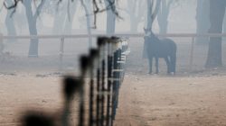 FILE PHOTO: A horse is seen along Highway 12 during the Nuns Fire in Sonoma, California, U.S., October 10, 2017. REUTERS/Stephen Lam/File Photo