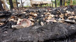 Myanmar gives green light to resume food aid to Rakhine, says U.N.