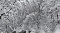 Trees are seen after the record snowfall in Erie, Pennsylvania, U.S., December 26, 2017 in this picture obtained from social media. Picture taken December 26, 2017.