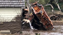 A search dog looks for victims in damaged homes after a mudslide in Montecito, California, U.S. in this photo provided by the Santa Barbara County Fire Department, January 9, 2018.