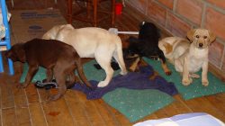 Drug Enforcement Administration photo shows puppies as DEA announces an indictment charging Andres Lopez Elorez with conspiring to import and distribute heroin into the U.S. by surgically implanting these puppies with liquid heroin 12 years ago, in this image released in New York, U.S., on May 1, 2018. DEA/Handout via REUTERS