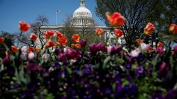 The Capitol dome is seen amongst blooming flowers in Washington, U.S., April 26, 2018. REUTERS/Aaron P. Bernstein