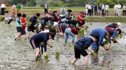 Tourists from Tokyo's universities, plant rice seedlings in a paddy field, near Tokyo Electric Power Co's (TEPCO) tsunami-crippled Fukushima Daiichi nuclear power plant, during a rice planting event in Namie town, Fukushima prefecture, Japan May 19, 2018. Picture taken May 19, 2018. REUTERS/Toru Hanai
