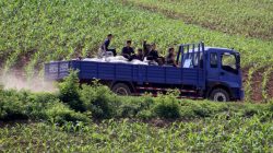 FILE PHOTO: North Koreans take a truck through a path amongst the fields, along the Yalu River, in Sakchu county, North Phyongan Province, North Korea, June 20, 2015. REUTERS/Jacky Chen/File Photo