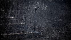 An electricity pole stands among burnt trees following a wildfire in Neos Voutzas, near Athens, Greece, July 25, 2018. REUTERS/Alkis Konstantinidis