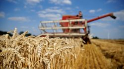 FILE PHOTO: Arnaud Caron, a French farmer drives an old Mc Cormick F8-413 combine as he harvests his last field of wheat, in Vauvillers, northern France, July 23, 2018. REUTERS/Pascal Rossignol