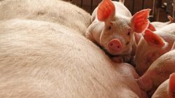 FILE PHOTO - Piglets are seen by a sow at a pig farm in Zhoukou, Henan province, China June 3, 2018. Picture taken June 3, 2018. REUTERS/Stringer