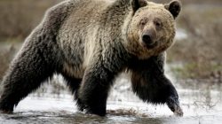 FILE PHOTO: A grizzly bear roams through the Hayden Valley in Yellowstone National Park in Wyoming, U.S. on May 18, 2014. REUTERS/Jim Urquhart/File Photo